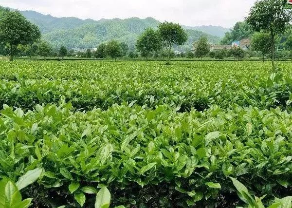 【產(chǎn)業(yè)立市　桃源在行動】喜訊！桃源這2家富硒企業(yè)入選2019湖南省級工業(yè)旅游示范點(diǎn)