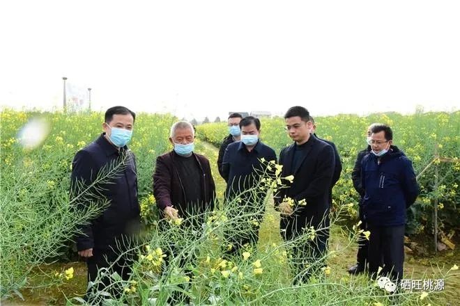 縣人大常委會主任江志暉帶隊調(diào)研富硒油茶、油菜高產(chǎn)技術(shù)